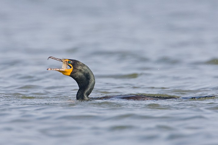 Ohrenscharbe Phalacrocorax auritus Double-Crested Cormorant